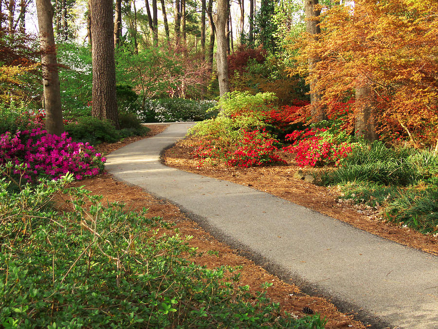 Peaceful forest path at sunrise with gentle light, symbolizing stability and renewed sense of safety.